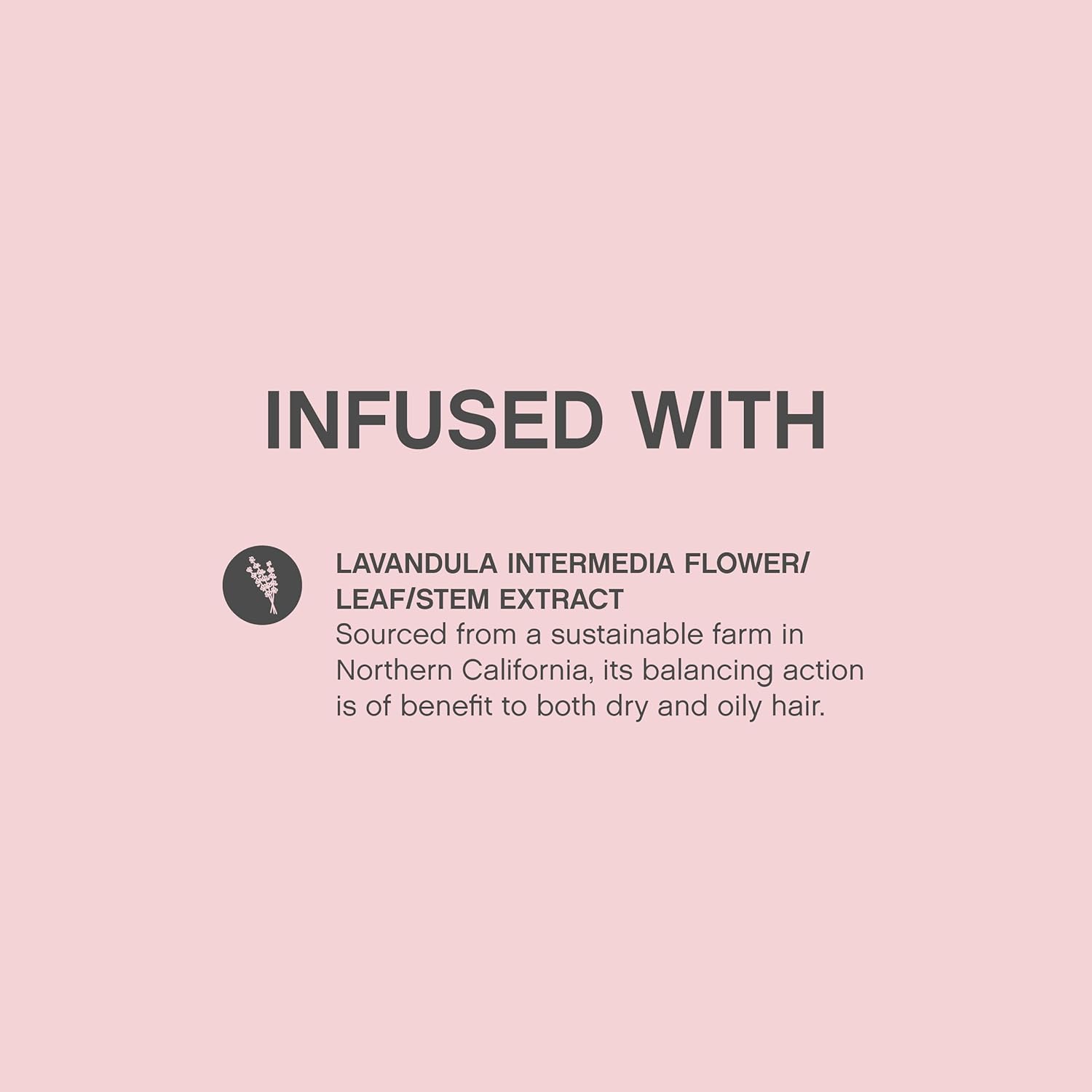 Lavandula Infused: Natural hair care with sustainable Lavandula extract, promoting balanced and healthy hair.