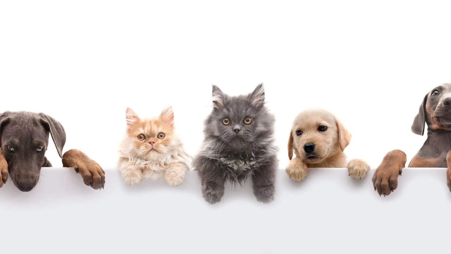 Row of dogs and cats peeking over white surface in Pets collection using pet shampoo.