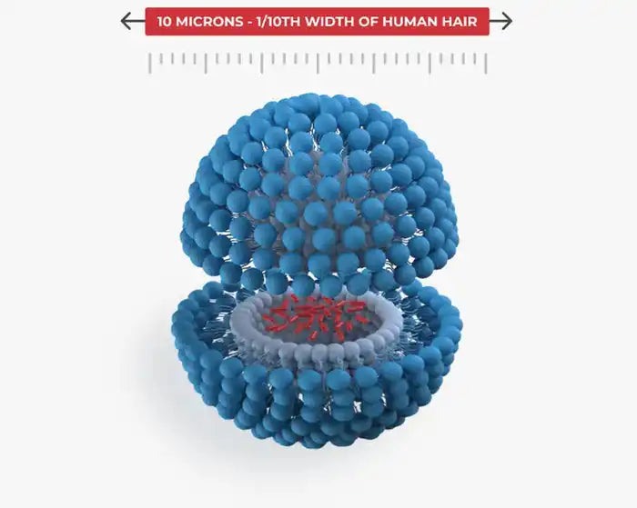 Blue and gray spherical structure with red interior.
