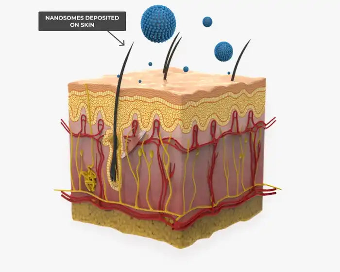 Cross-section of skin with hair follicles and blood vessels.
