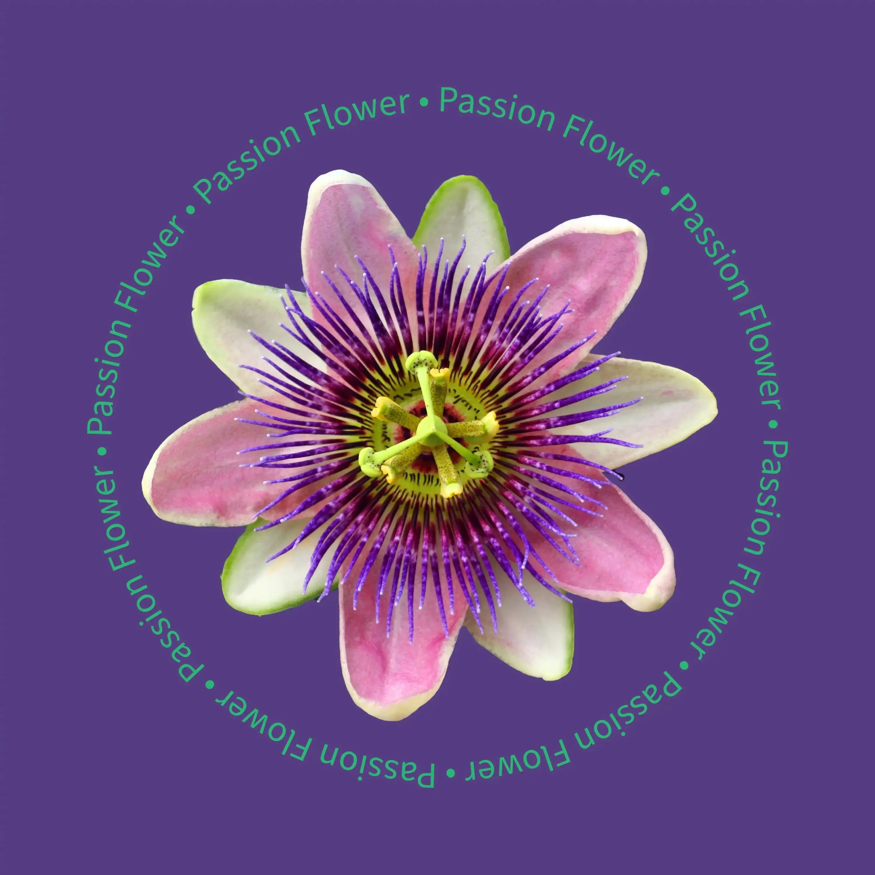 Be Bright Nite Nite Capsules 75 vegan ncapsules