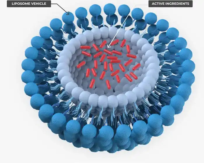 Liposome vehicle encapsulating active ingredients.