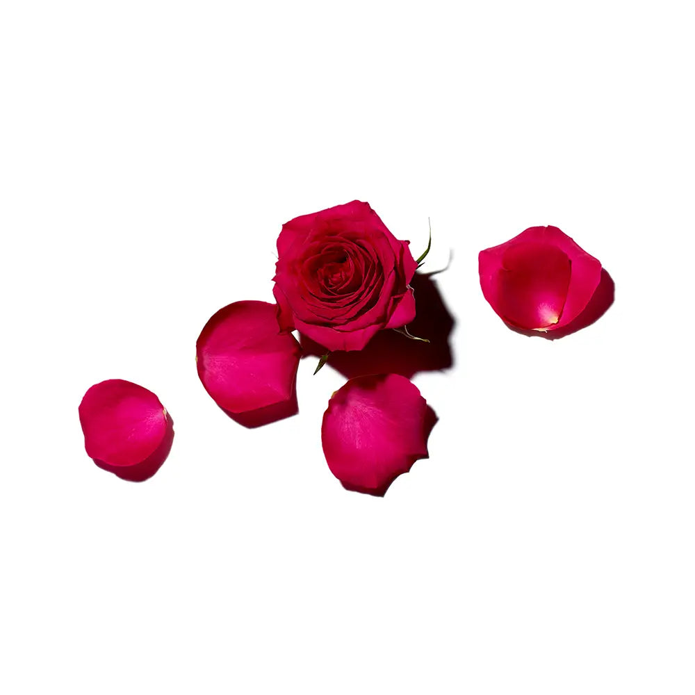 Deep red rose with scattered petals featured in the Rose Amélie Body Lotion Gift Set